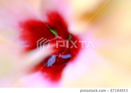 a Big flower of hibiscus and the green leaves at the background. 87184853
