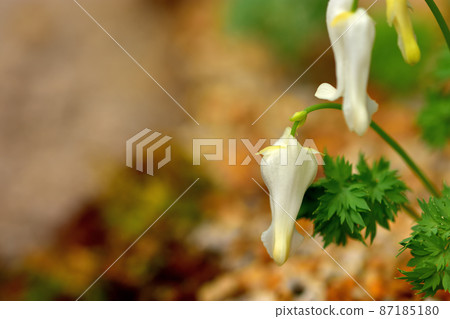 箱根濕花園 四季盛開的小牧 87185180