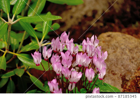 Hakone Botanical Garden Cyclamen 87185345