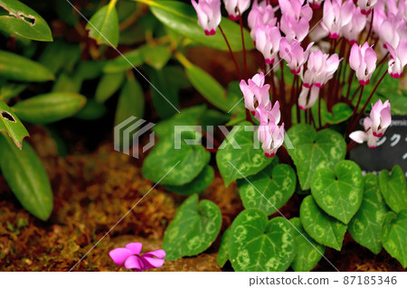 箱根植物園仙客來 87185346