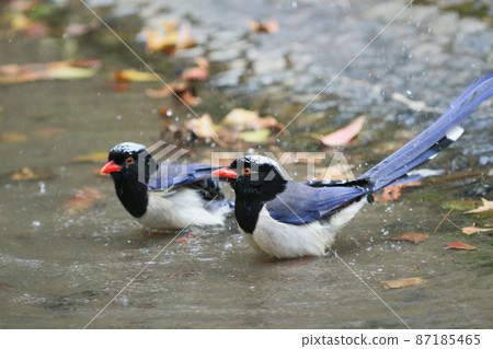 an Urocissa erythroryncha, Red Billed Blue Magpie 87185465
