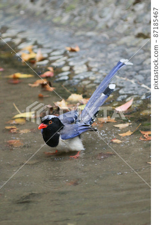 an Urocissa erythroryncha, Red Billed Blue Magpie 87185467
