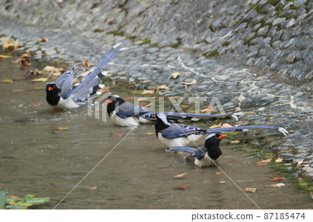 the Urocissa erythroryncha, Red Billed Blue Magpie 87185474