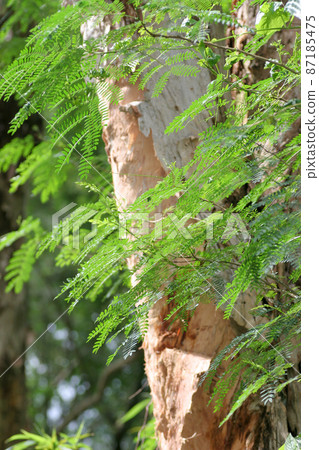 16 May 2005 a Paperbark Trees at the nature with sun light 87185475