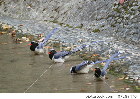 the Urocissa erythroryncha, Red Billed Blue Magpie 87185476