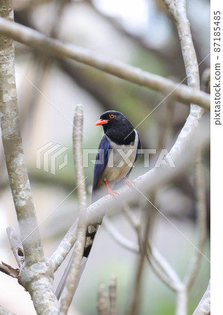 an Urocissa erythroryncha, Red Billed Blue Magpie 87185485