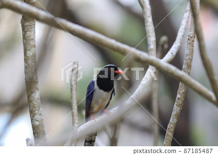 an Urocissa erythroryncha, Red Billed Blue Magpie an Urocissa erythroryncha, Red Billed Blue Magpie 87185487