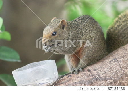 the Beautiful fox squirrel perched on tip of tree branch. the Beautiful fox squirrel perched on tip of tree branch. 87185488