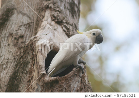 a Cacatua galerita, Sulphur crested Cockatoo sitting on the branch a Cacatua galerita, Sulphur crested Cockatoo sitting on the branch 87185521