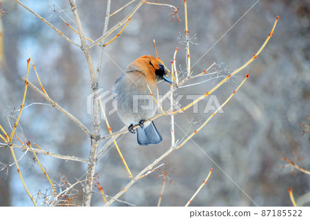 A jay bird sits on the branches of a Viburnum tree. She turned her head sideways. The jay (Latin Garrulus glandarius) is a bird of the genus of jays of the Vranov family of the order sparrow-like. A jay bird sits on the branches of a Viburnum tree. She turned her head sideways. The jay (Latin Garrulus glandarius) is a bird of the genus of jays of the Vranov family of the order sparrow-like. 87185522