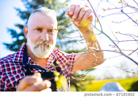 gray hair and beard man during springtime in garden gray hair and beard man during springtime in garden 87185802