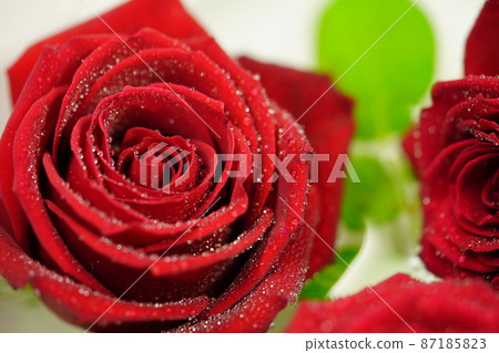 Rose flower with water drops 87185823