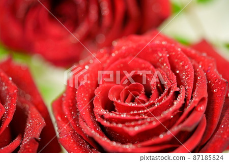 Rose flower with water drops 87185824