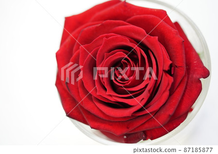 White background rose flower 87185877