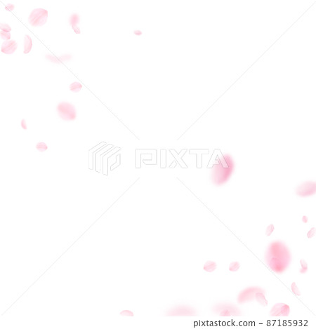 Sakura petals falling down. Romantic pink flowers corner. Flying petals on white square background. Love, romance concept. Alluring wedding invitation. 87185932