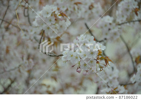 乾淨的櫻花 87186022
