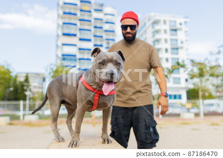 portrait of happy man in red hat and sunglasses with american terrier in dogs walking area park in sity 87186470