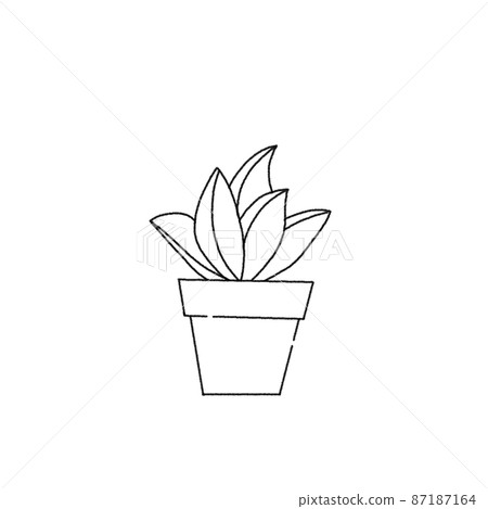 Foliage plant  87187164