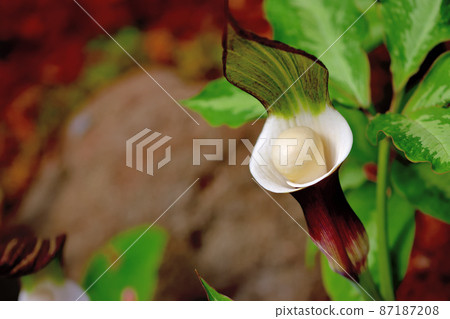 箱根濕花庭 幸持莊 箱根濕花庭 幸持莊 87187208