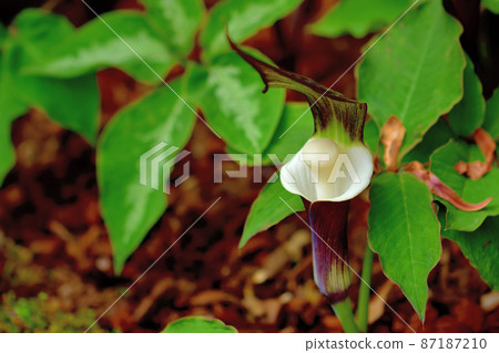 箱根濕花庭 幸持莊 箱根濕花庭 幸持莊 87187210