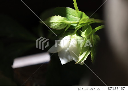 Christmas rose 87187467