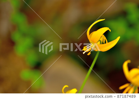 箱根植物園 Elyslonium Zolmunense 箱根植物園 Elyslonium Zolmunense 87187489