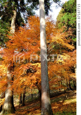 杉林的楓葉[12月相模原市築井] 87187715