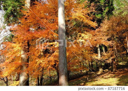 杉林的楓葉[12月相模原市築井] 87187716