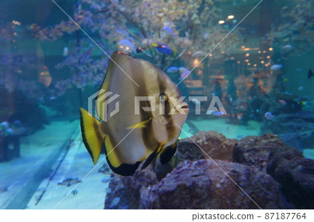 沖繩水族館 沖繩水族館 87187764