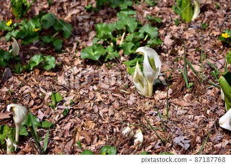 箱根濕花園水芭蕉 箱根濕花園水芭蕉 87187768