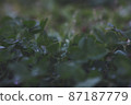 雨後葉 87187779