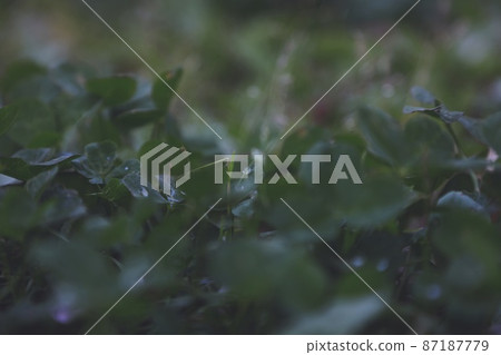 雨後葉 雨後葉 87187779