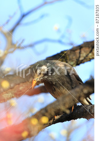 A starling that perches on a plum tree and searches for food. A starling that perches on a plum tree and searches for food. 87187835