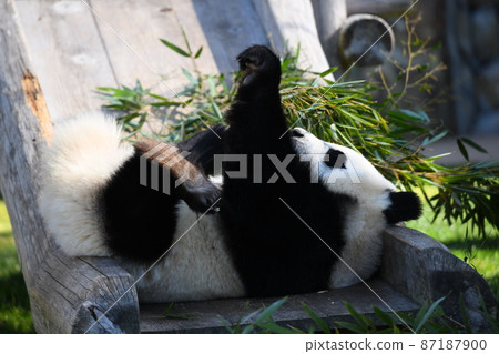 Akachan Panda lying down on the slide 87187900
