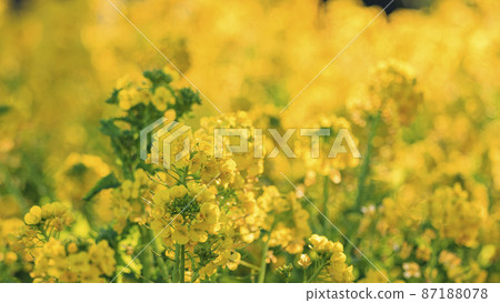 Rape blossoms 87188078