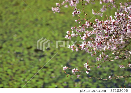 Hakone Botanical Garden Mamezakura Hakone Botanical Garden Mamezakura 87188096
