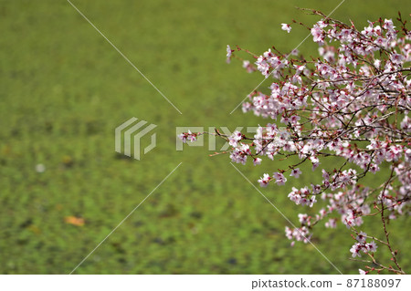 Hakone Botanical Garden Mamezakura 87188097
