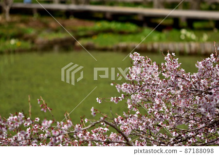 箱根植物園豆櫻 箱根植物園豆櫻 87188098