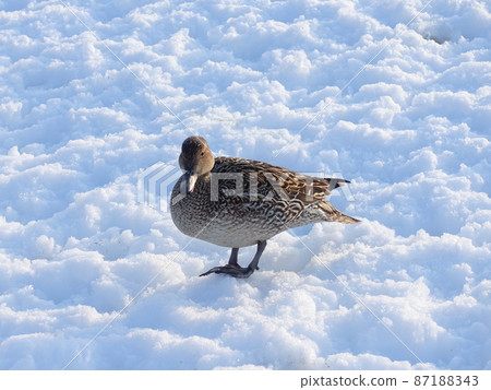 Winter bird migratory bird duck 87188343