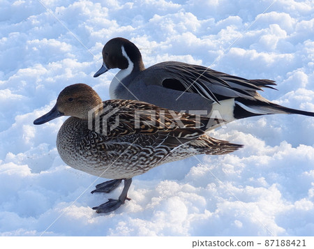 Winter bird migratory bird duck couple Winter bird migratory bird duck couple 87188421
