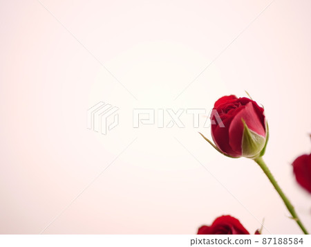 Spray rose [red] 87188584