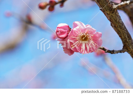 水戶偕樂園 100 种红梅綻放的芬芳 87188733