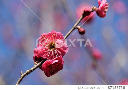 Fragrance of 100 varieties Red plum blossoms blooming in Mito Kairakuen Close-up of the famous ``Hibai'' tree Fragrance of 100 varieties Red plum blossoms blooming in Mito Kairakuen Close-up of the famous ``Hibai'' tree 87188736