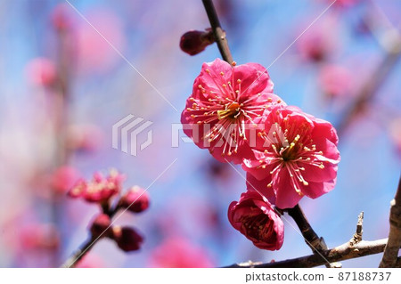 百种红梅在水戶偕樂園盛開 百种红梅在水戶偕樂園盛開 87188737
