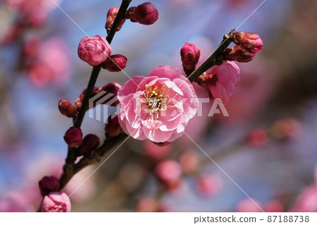 水戶偕樂園 100 种红梅綻放的芬芳 名樹“難波紅”的特寫 水戶偕樂園 100 种红梅綻放的芬芳 名樹“難波紅”的特寫 87188738