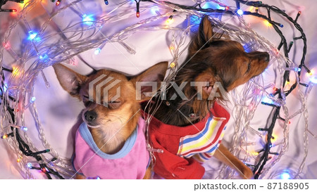 Two Toy Terrier is a yellow New Year's dog. 87188905