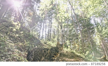 One cat in a city park. Bengal wildcat walk on the forest in collar. Asian Jungle Cat or Swamp or Reed. Domesticated leopard cat. 87189256