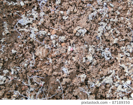 Semi-dry flowerbed soil mixed with plant roots Semi-dry flowerbed soil mixed with plant roots 87189350