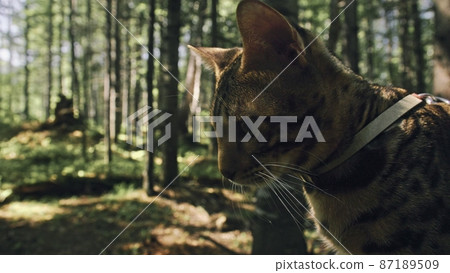 One cat in a city park. Bengal wildcat walk on the forest in collar. Asian Jungle Cat or Swamp or Reed. Domesticated leopard cat. 87189509