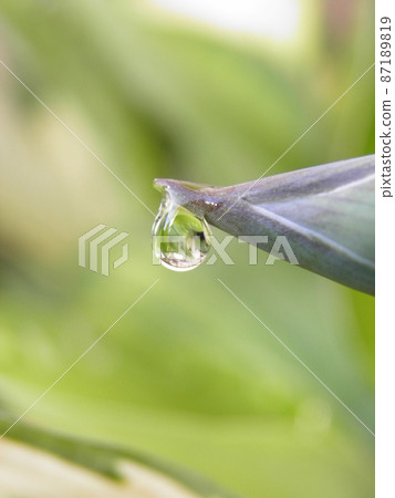 Morning dew on hosta buds Morning dew on hosta buds 87189819
